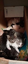 Gattini piccoli