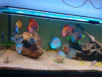 Discus