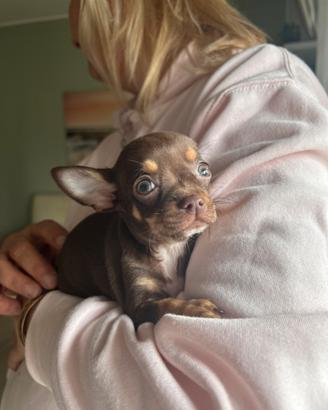 Chihuahua mini