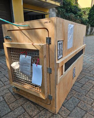 trasporto cani gabbia in legno 