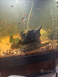 Ancistrus e pleco in cambio di platy