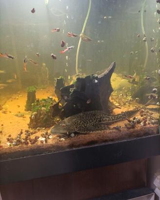 Ancistrus e pleco in cambio di platy