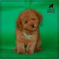 Piccoli BARBONCINI TOY