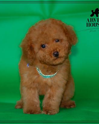 Piccoli BARBONCINI TOY