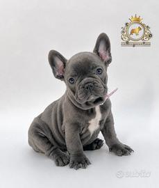 Baby Principessina Bulldog Francese Total Blu