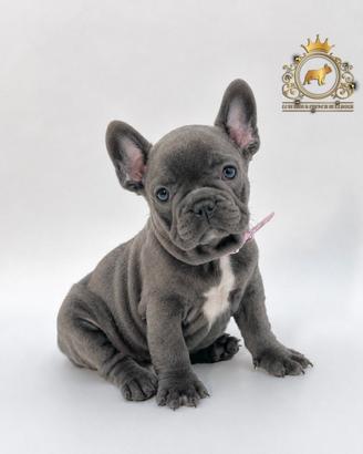 Baby Principessina Bulldog Francese Total Blu