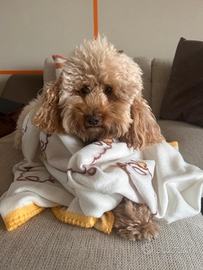 Barboncino monta GRATIS