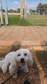 Accoppiamento o monta cane maltese