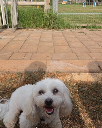 Accoppiamento o monta cane maltese