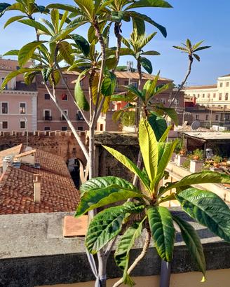Albero di Nespolo del Giappone