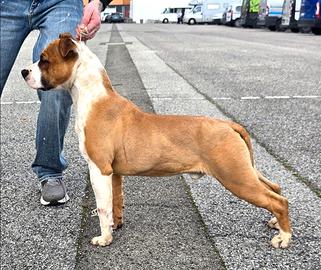 Cucciolone amstaff