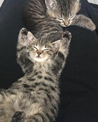 Gattini/micetti scottish fold/siberiano