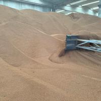 NOCCIOLINO DI OLIVA CHIARISSIMO ☎️