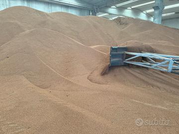 NOCCIOLINO DI OLIVA CHIARISSIMO ☎️