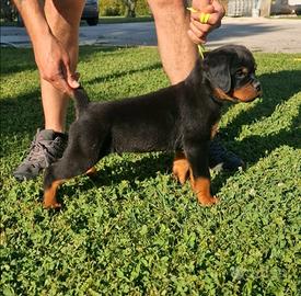 Cuccioli rottweiler alta genealogia