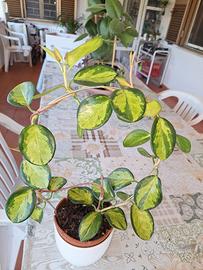 piantina di hoya   20€ 