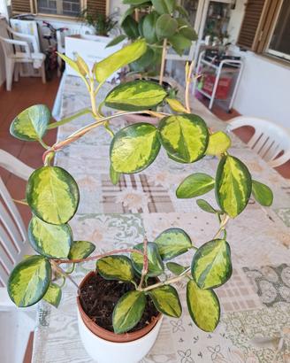 piantina di hoya   20€ 