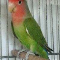 Pappagalli inseparabili