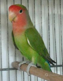 Pappagalli inseparabili