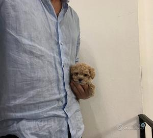 Maltipoo mini mini toy maltese barboncino