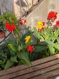 Canna fiorifera