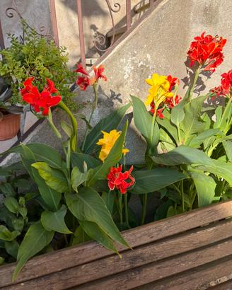 Canna fiorifera