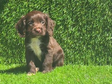 cocker 