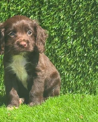 cocker 
