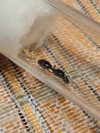 Regina formica