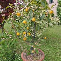 Pianta di Limoni