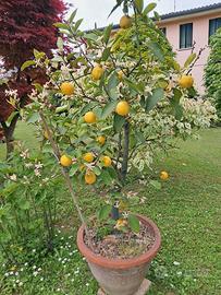 Pianta di Limoni
