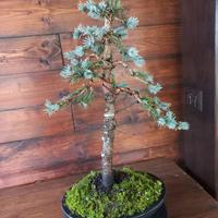 Bonsai di abete blu