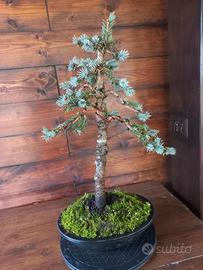 Bonsai di abete blu
