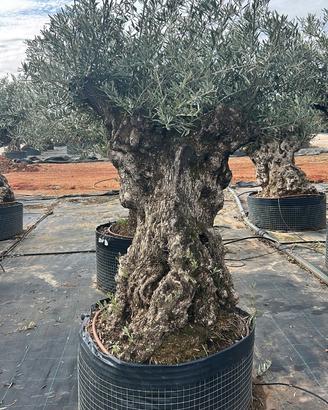 Olivo Secolare