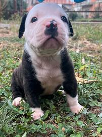 Cuccioli di American Bulldog