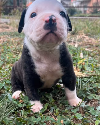 Cuccioli di American Bulldog