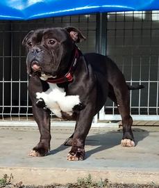 American Bully pocket