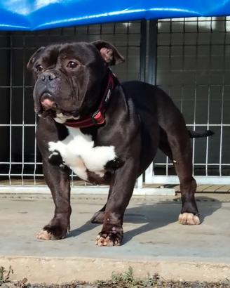 American Bully pocket