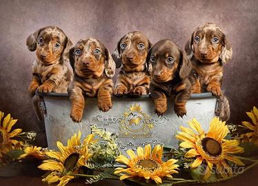 Strepitosi Bassotti Kaninchen