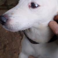 Parson rassell terrier