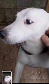 Parson rassell terrier