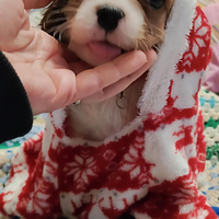 Cavalier King, meraviglioso maschietto