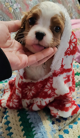 Cavalier King, meraviglioso maschietto