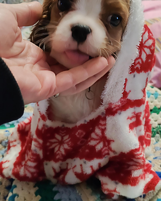 Cavalier King, meraviglioso maschietto