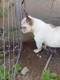 Bull dog