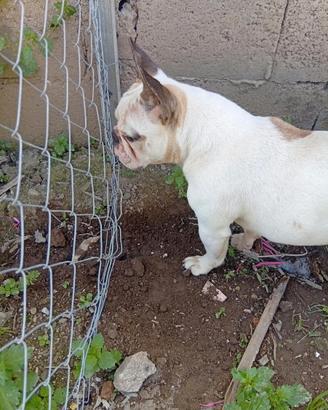 Bull dog