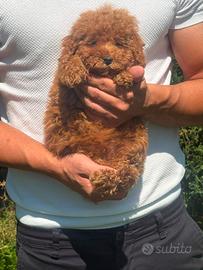 Cucciolo di barboncino toy red