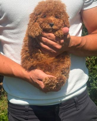 Cucciolo di barboncino toy red