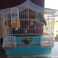 gabbia per uccellini