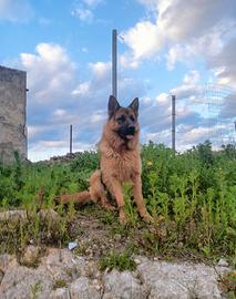 Cuccioli di pastore tedesco